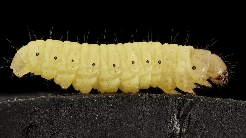 wax worm