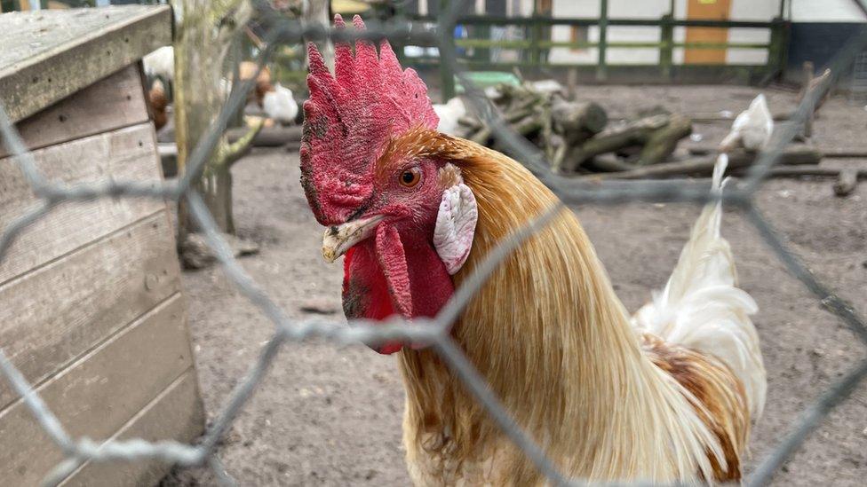 Bird on farm