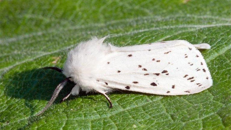 Bird cherry ermine moth