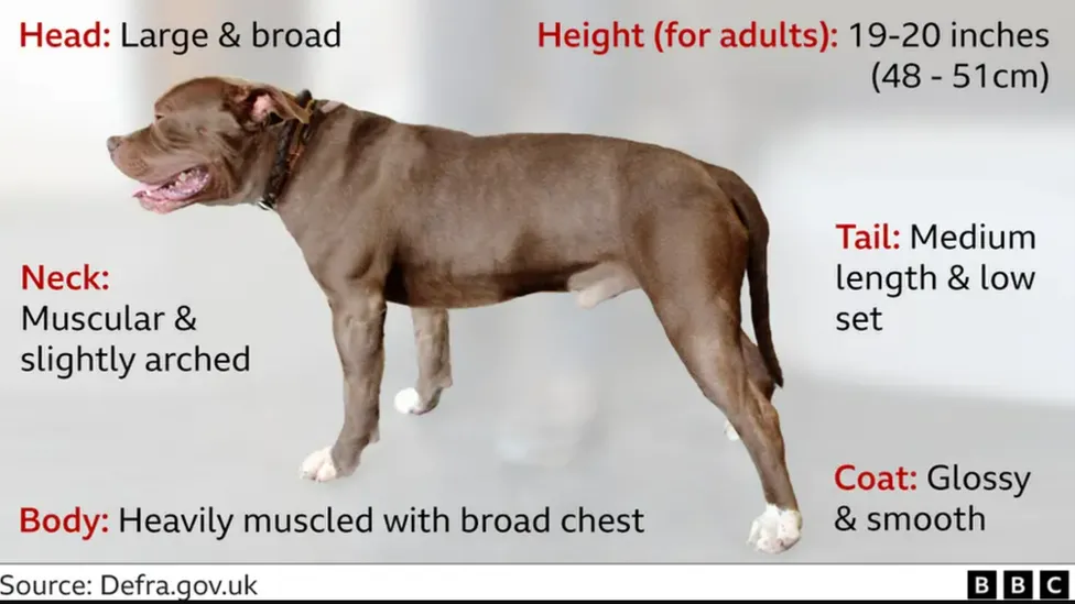 XL Bully dog chart