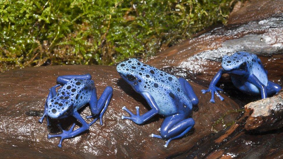 Blue Poison Dart Frog