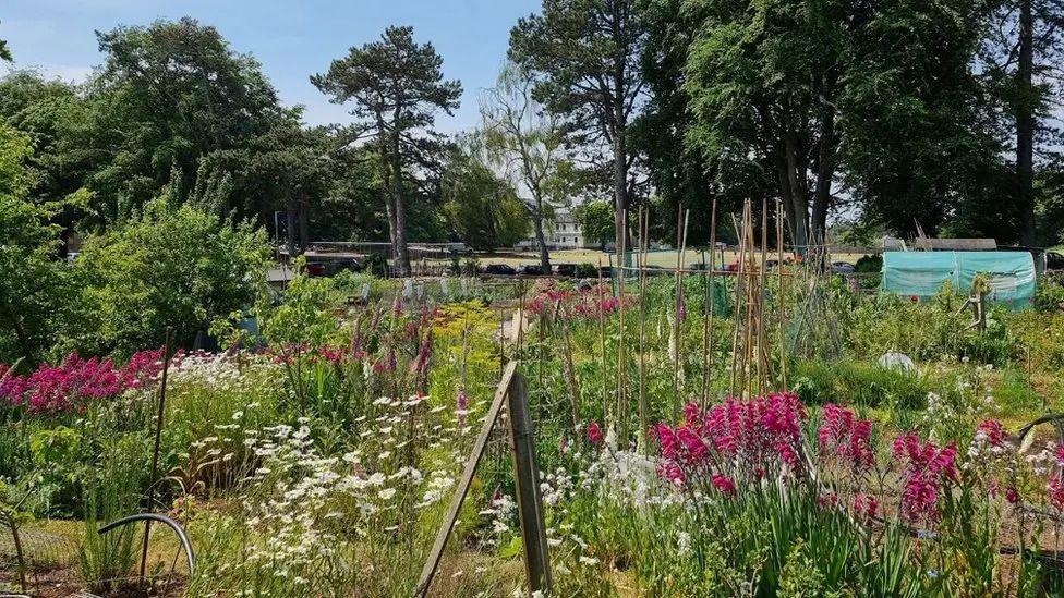 A view of allotments at Combe Down Allotments. There are flowers blooming purple and white and green trees in the background.