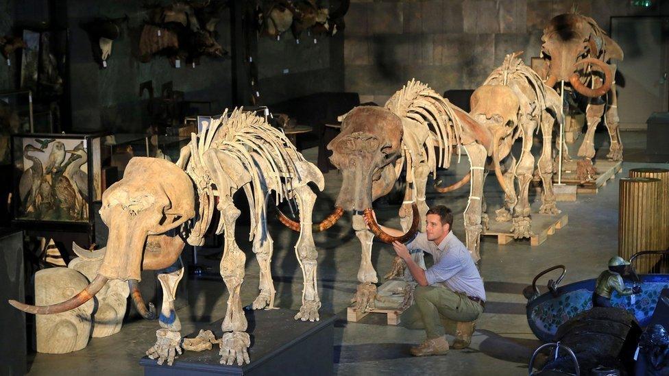 Mammoth skeletons