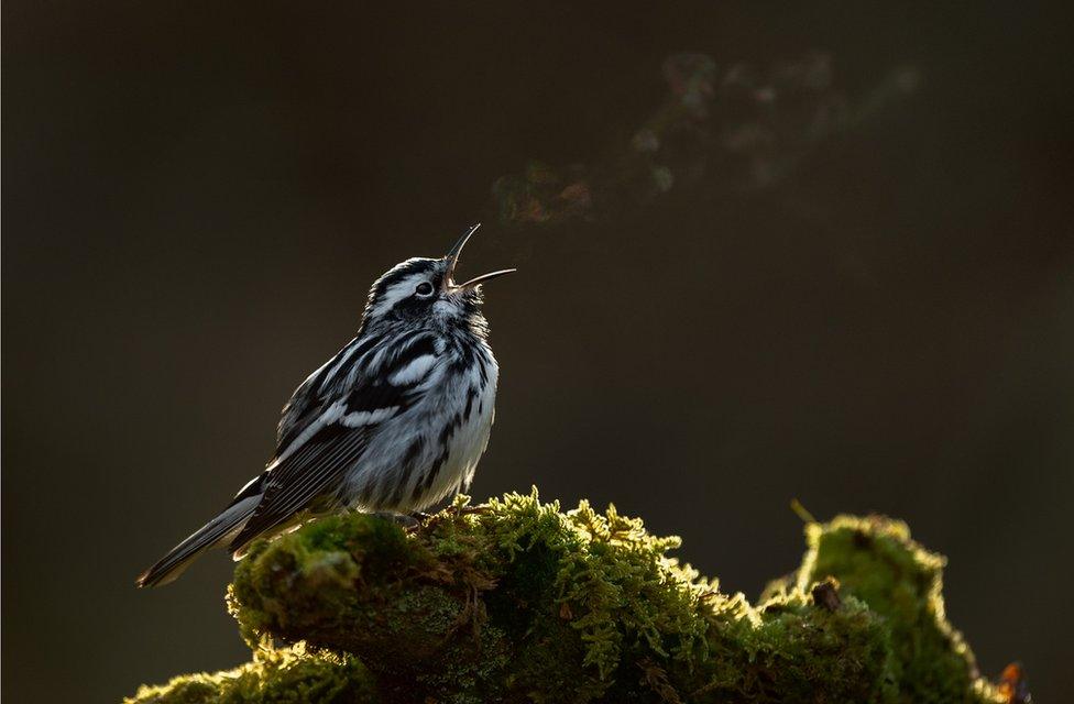 A bird sings into the air with its breath visible as condensation