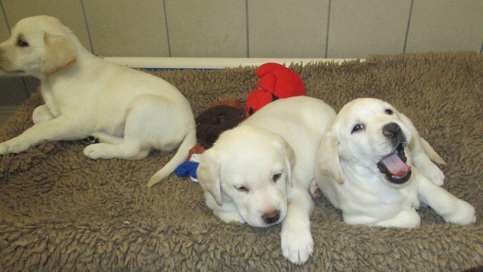 Puppies at the Guide Dogs National Breeding Centre