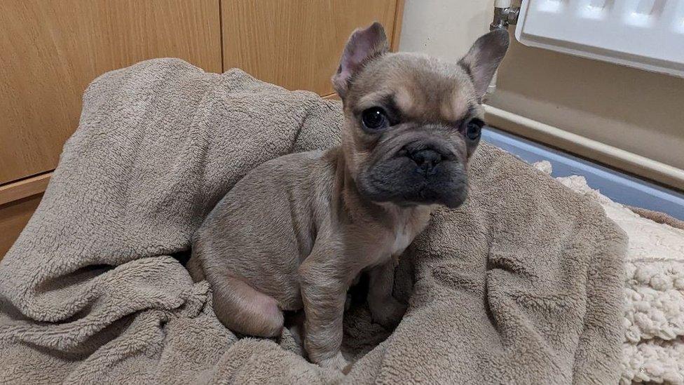 French bulldog Baba Ganoush