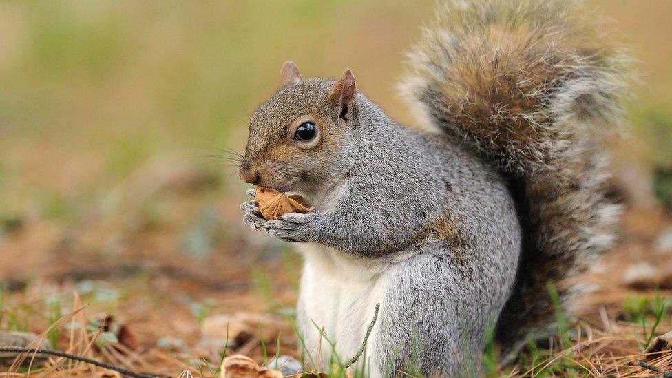 Squirrel feeding on nuts