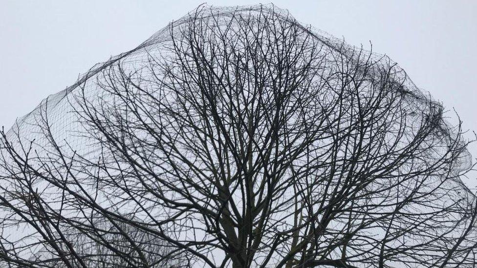 Netting on a tree in Cambridge