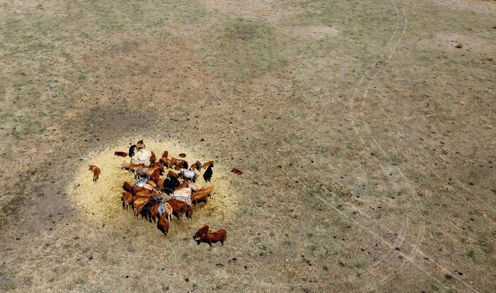 Cows eat straw and grass silage which is normally a winter feed at a farm in Harpole, near Northampton, Britain, 10 August 2022.