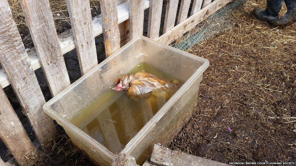 Dead chicken in water