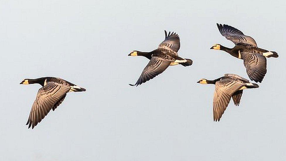 Barnacle geese