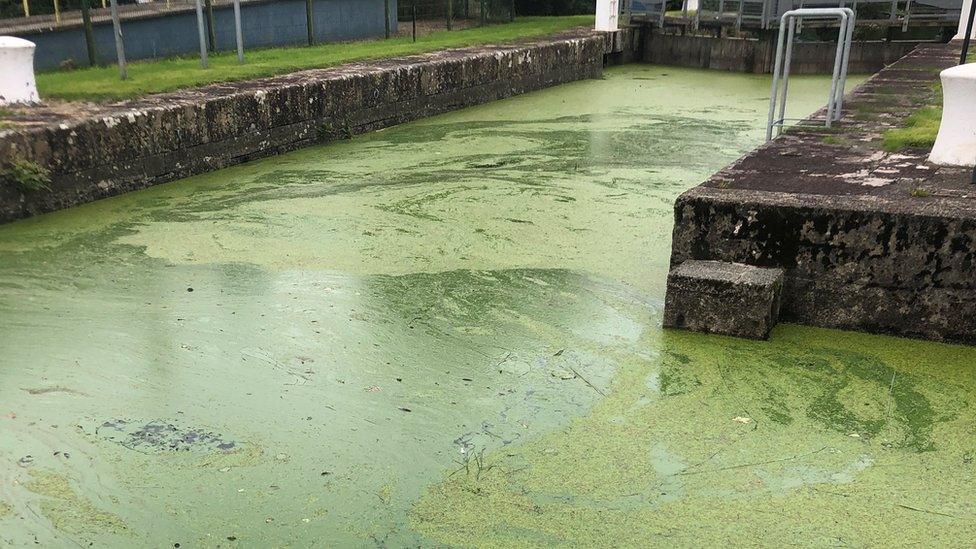 Blue green algae in the River Bann