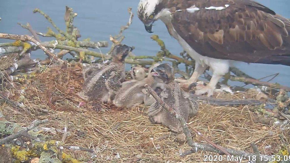 Four osprey chicks being fed