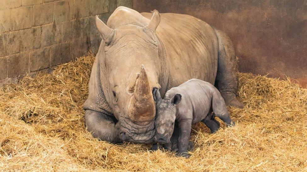 white-rhinos.