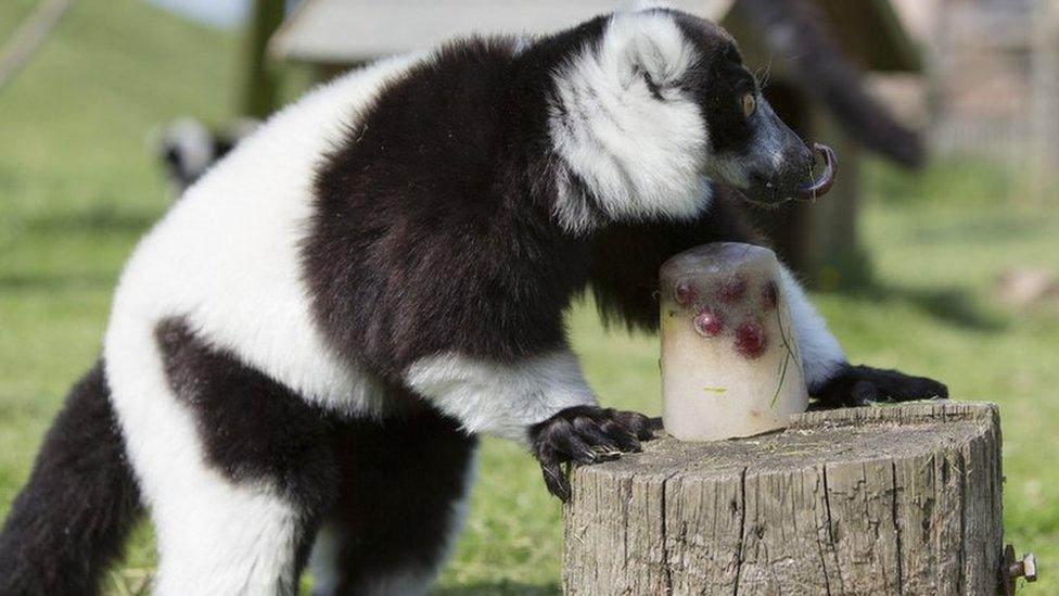 Ice treat for lemurs