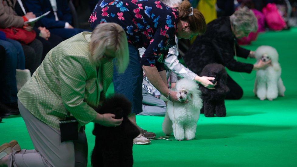 Miniature Poodle judging