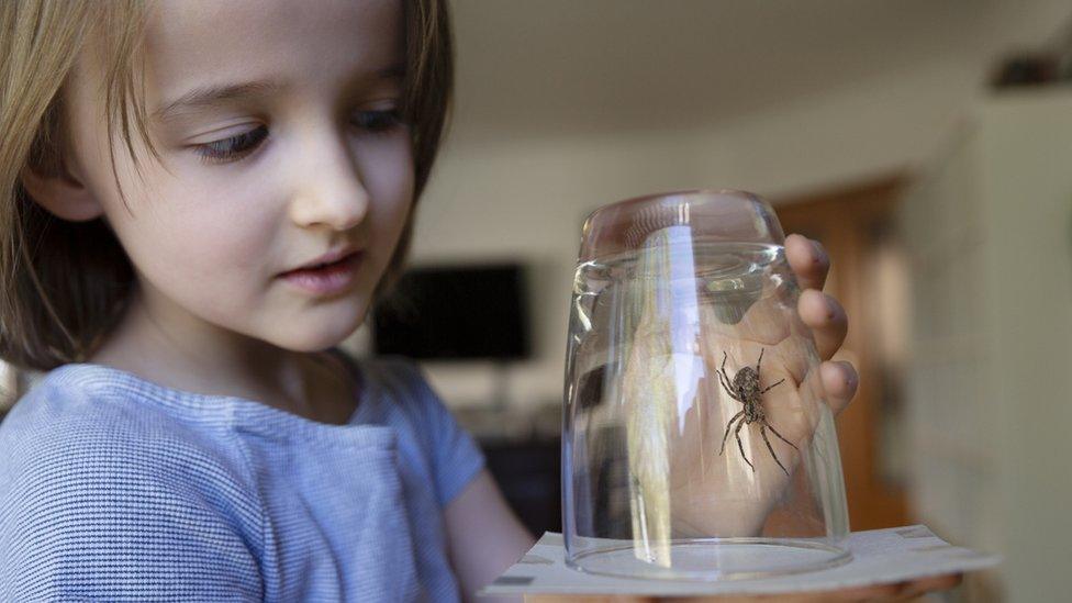 girl-holding-glass-trapping-spider.