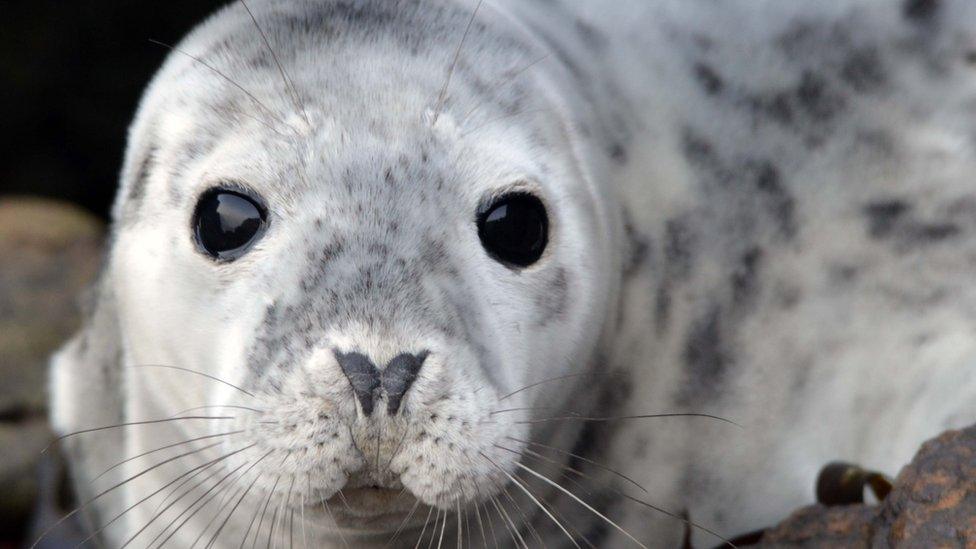 A seal at Martin's Haven, Pembrokeshire