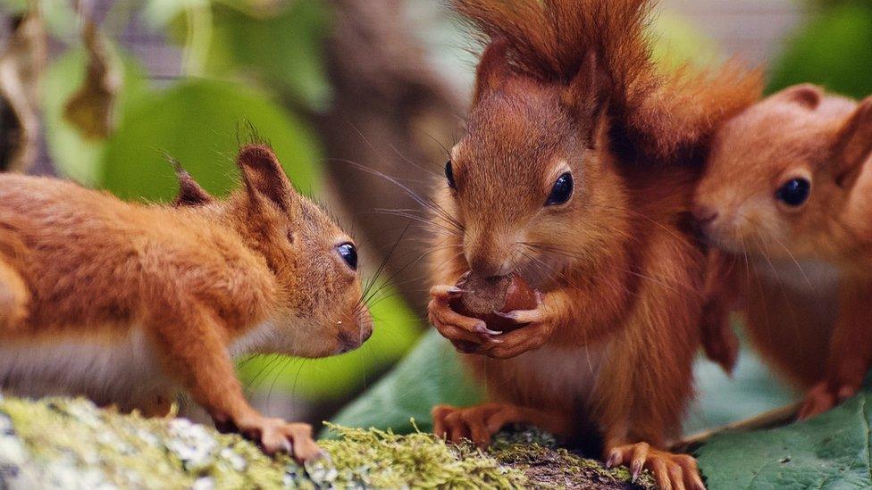 Baby red squirrels