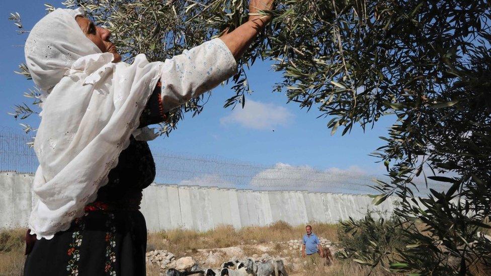 A Palestinian woman picks olives from a tree in a field beside Israel's West Bank barrier, which separates the Palestinian village of Dora from a Jewish settlement (19 October 2019)