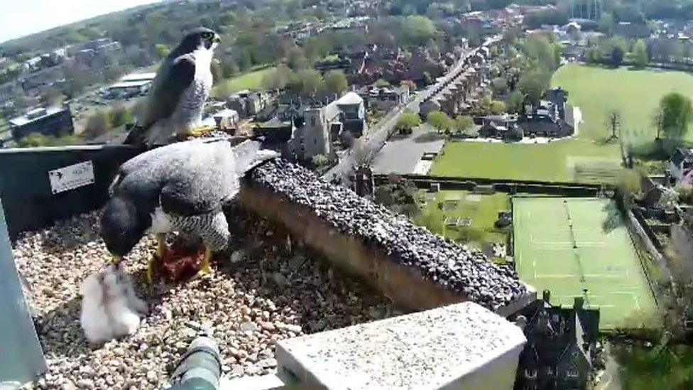 Peregrine falcon chicks in the nest