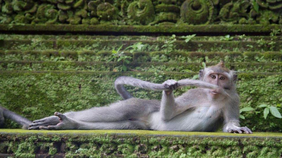 A reclining monkey