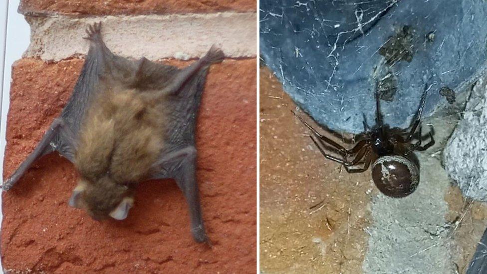 A Pipistrelle bat (L) and the noble false widow spider