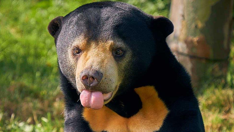 Sun bear