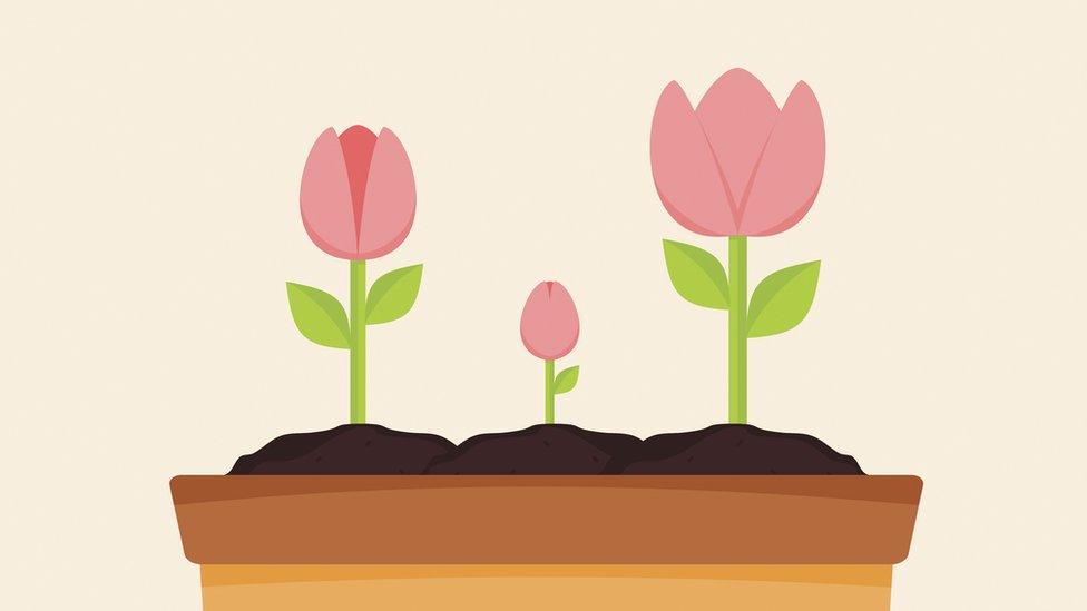 illustration of tulips at different stages of blooming in a flower box