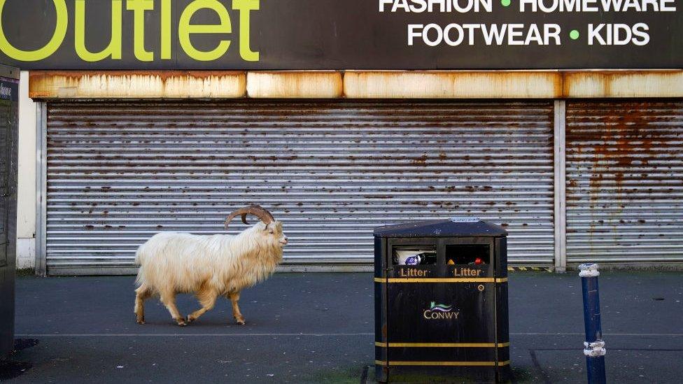 Mountain goats exploring the deserted streets of Llandudno