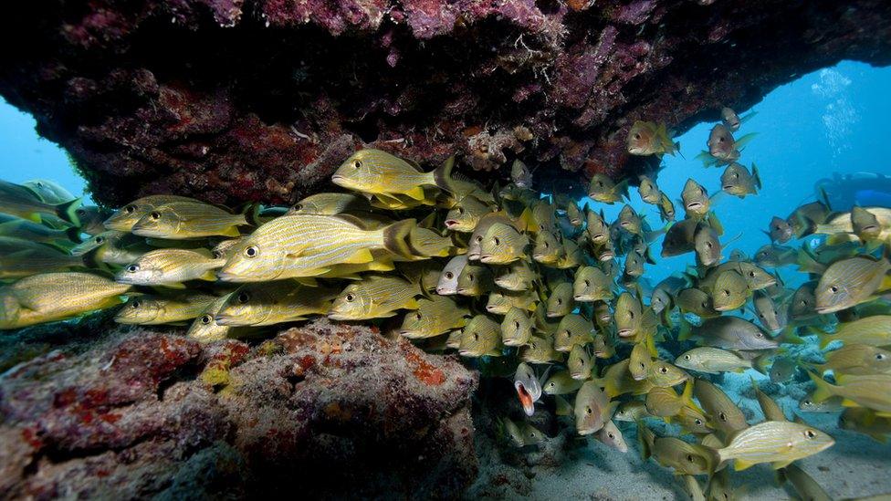 School-of-fish-swim-beneath-coral-in-Florida