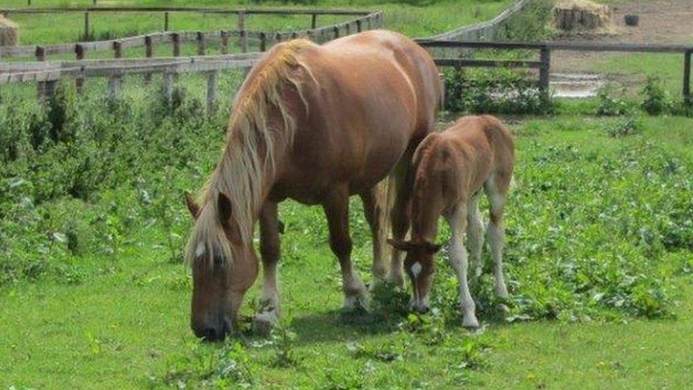 Suffolk Punch and foal