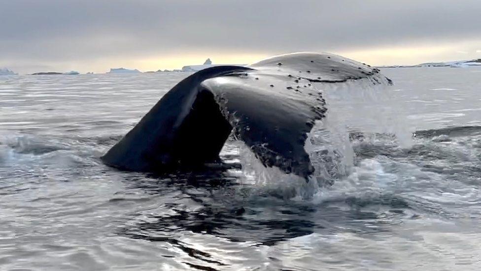 Humpback whale's tail