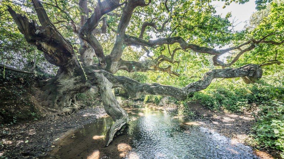 Dragon tree in the isle of wight