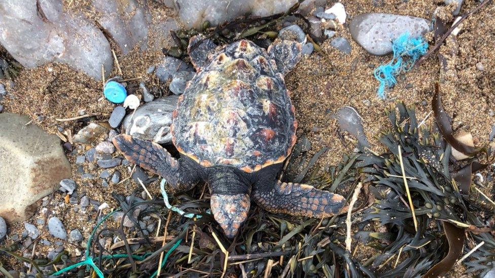 Stranded turtle on the beach