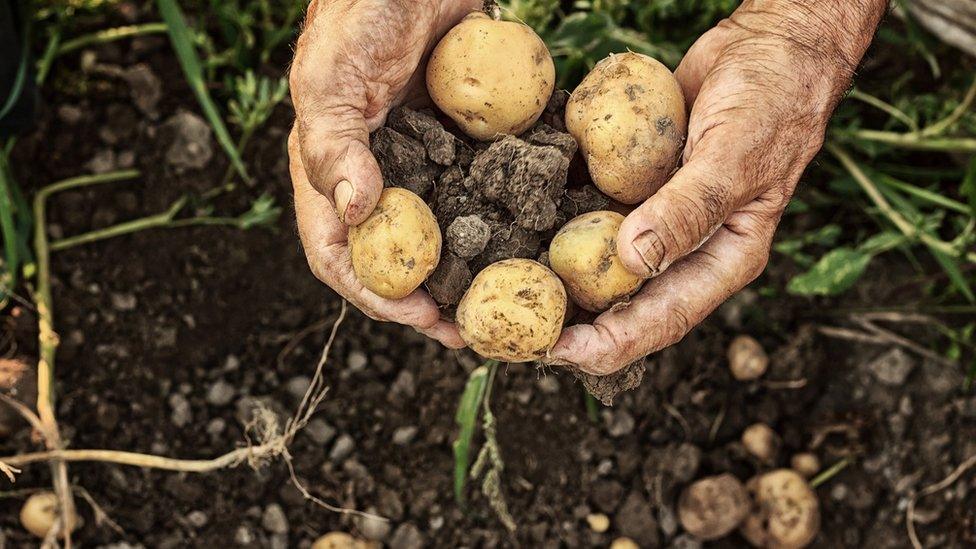 Potatoes dug up from the ground