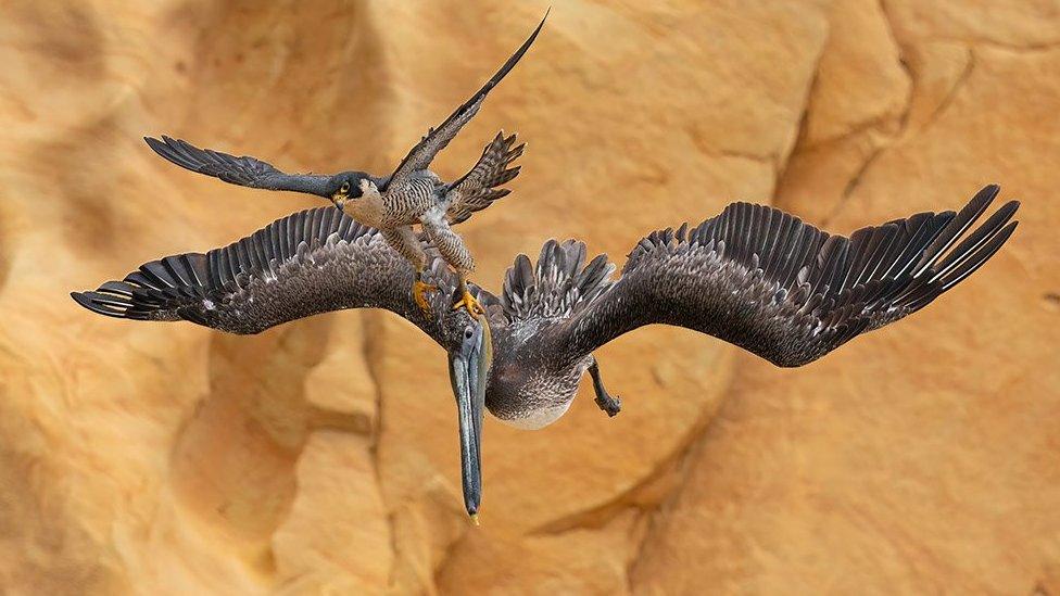 Peregrine Falcon Falco peregrinus and Brown Pelican Pelecanus occidentalis. Southern California, United States