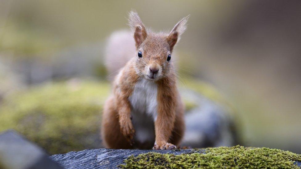 Red squirrel