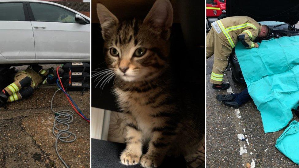 Cars being dismantled with a picture of the rescued cat.