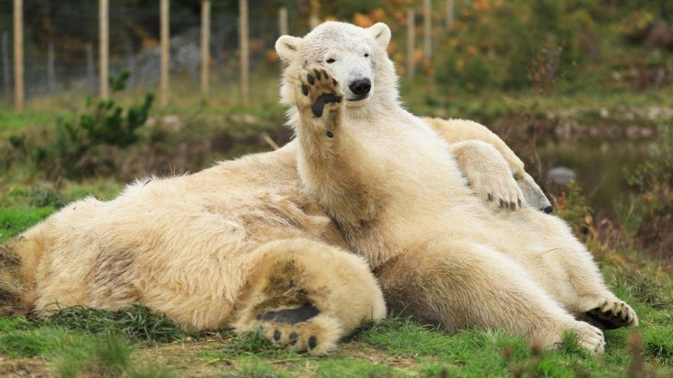 Polar bears at the Highland Wildlife Park