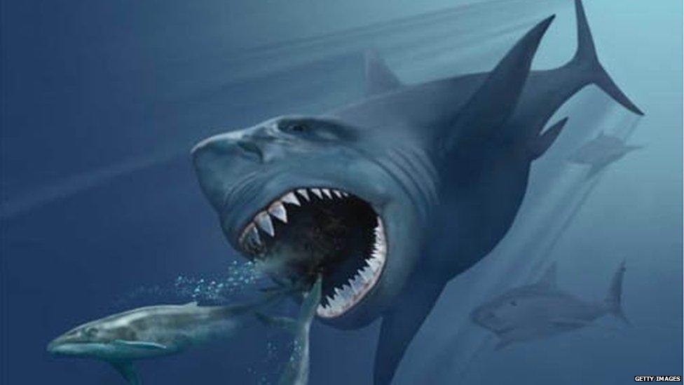 Megalodon