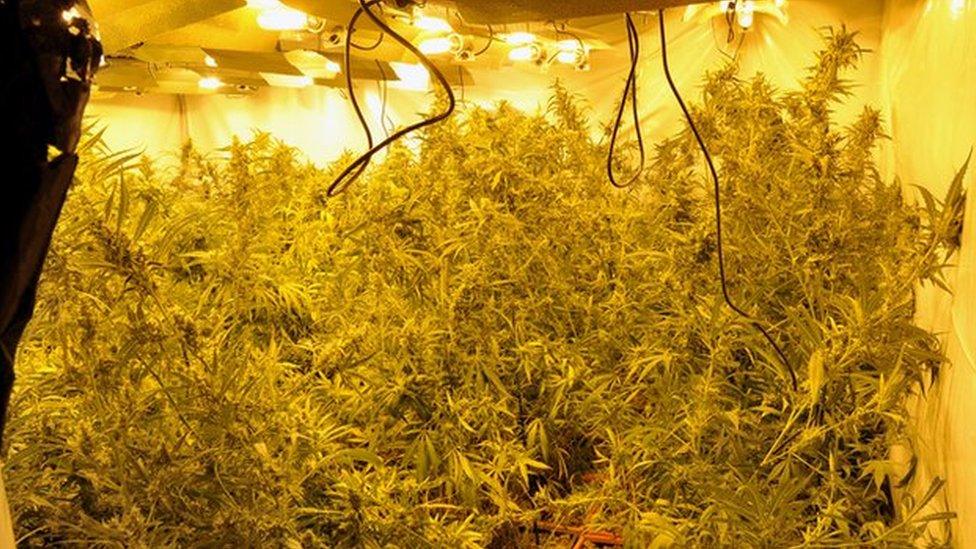 organischer dünger cannabispflanzen Green Home BIO Cannabis Dünger All in One main image 0