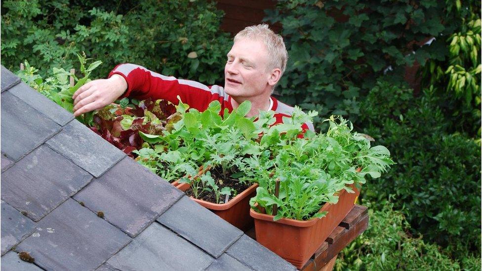 Mark Ridsdill Smith planting greens