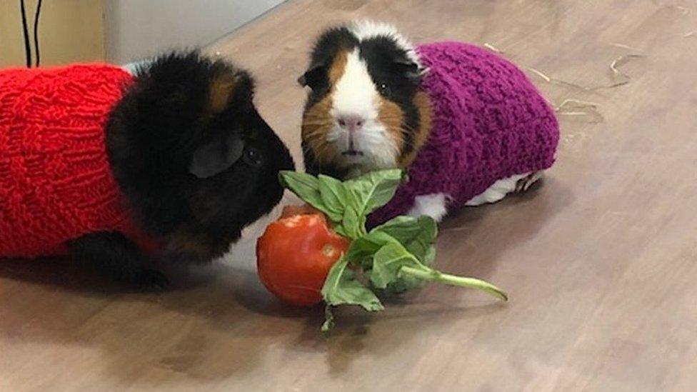 Guinea pigs at Golden Valley Vets