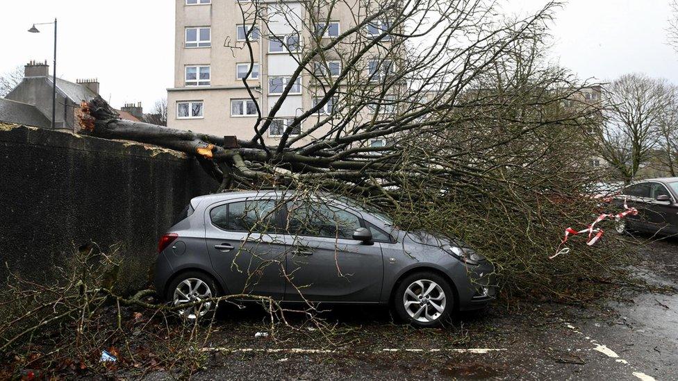 Car lying on tree