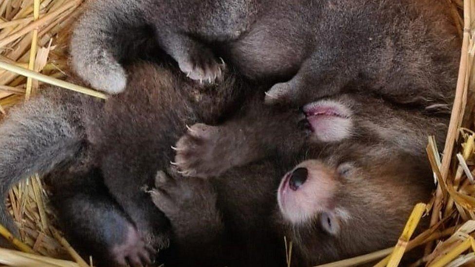 Baby red pandas