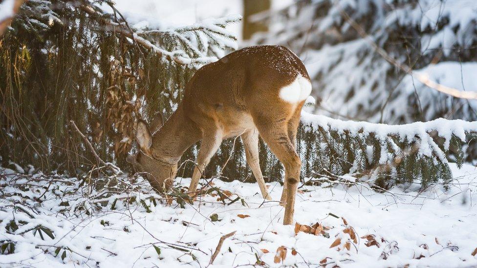 A roebuck in the snow