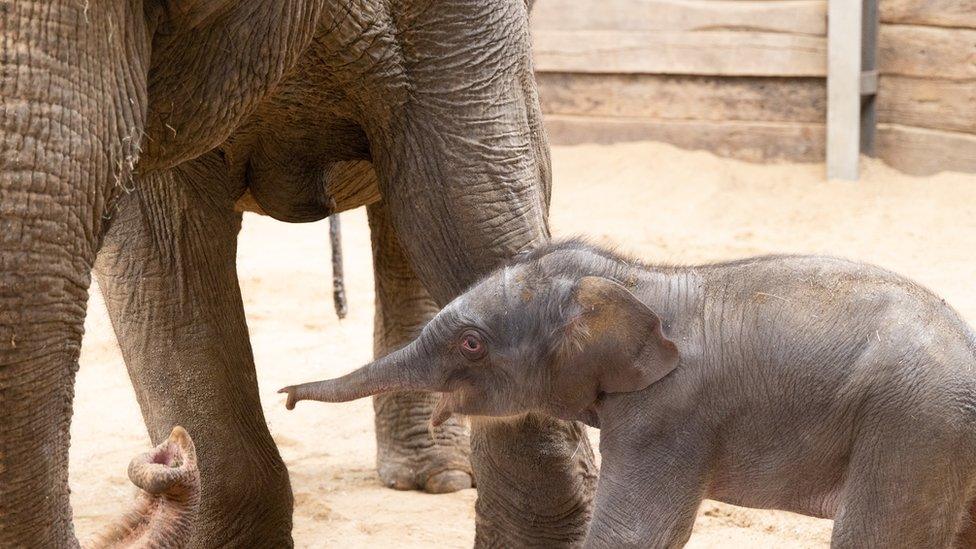 Asian-elephant-calf-born-at-zoo