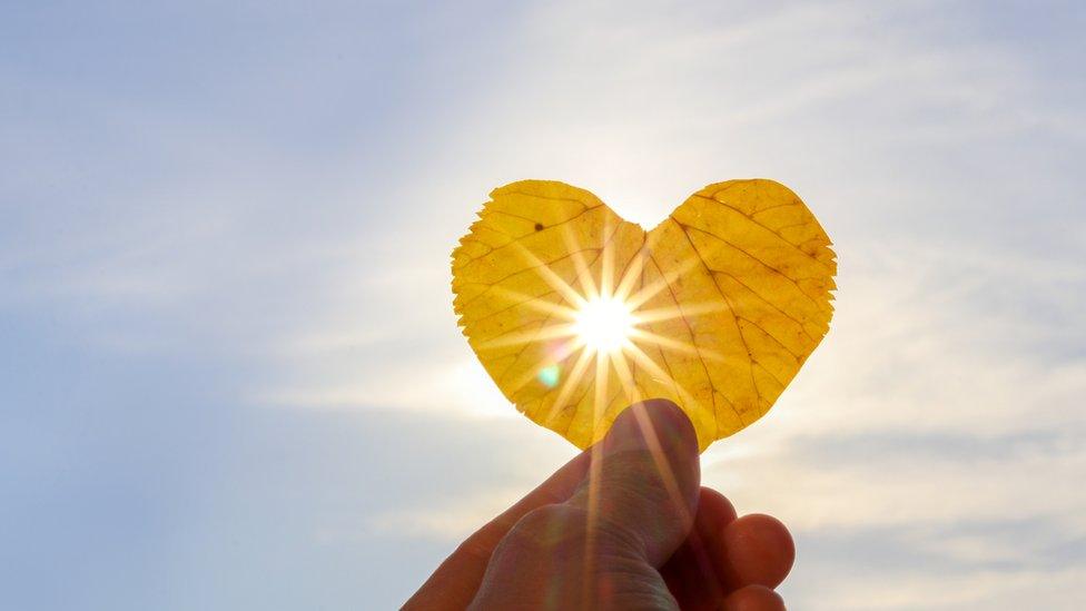 Sun on leaf