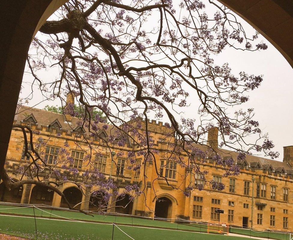 Sydney University's jacaranda tree just hours before it collapsed. (31 Oct 2016)